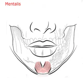 mentalis